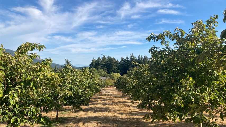 quince trees